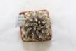 Copiapoa humilis (4)