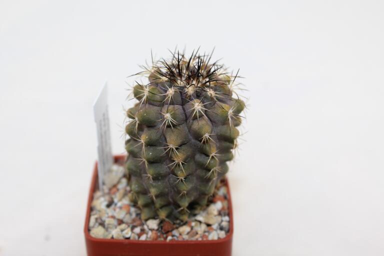 Copiapoa humilis (3)