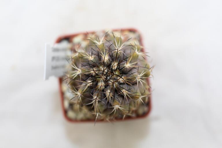 Copiapoa humilis (4)