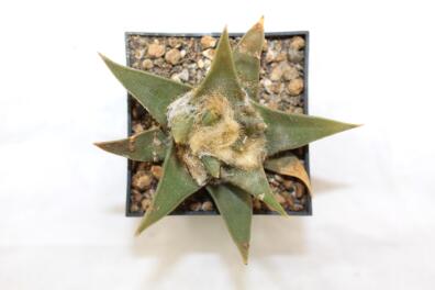 Ariocarpus trigonus 