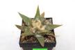 Ariocarpus trigonus  (2)