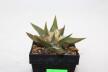 Ariocarpus trigonus  (3)
