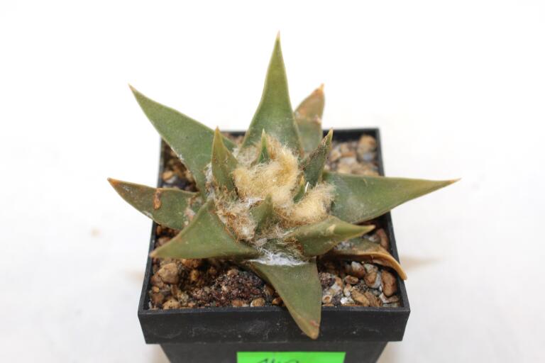 Ariocarpus trigonus  (2)