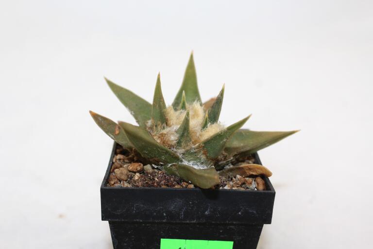 Ariocarpus trigonus  (3)