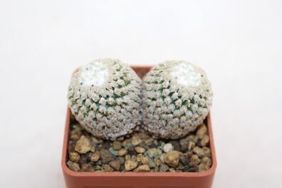 Turbinicarpus valdezianus Two Heads