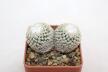 Turbinicarpus valdezianus Two Heads