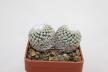 Turbinicarpus valdezianus Two Heads (2)