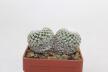 Turbinicarpus valdezianus Two Heads (3)