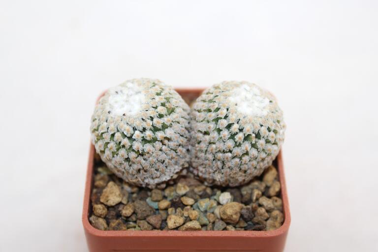 Turbinicarpus valdezianus Two Heads