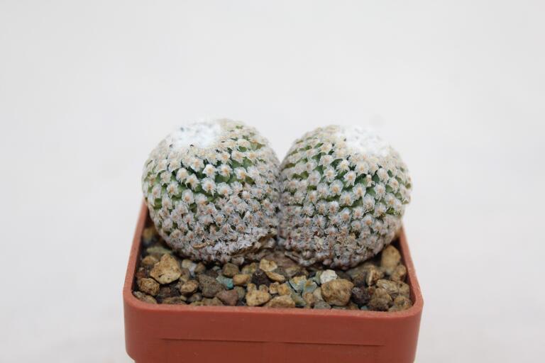 Turbinicarpus valdezianus Two Heads (2)