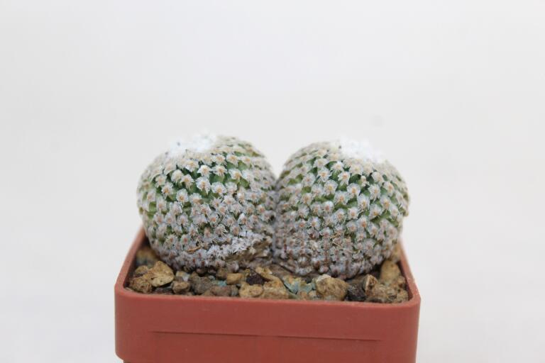 Turbinicarpus valdezianus Two Heads (3)