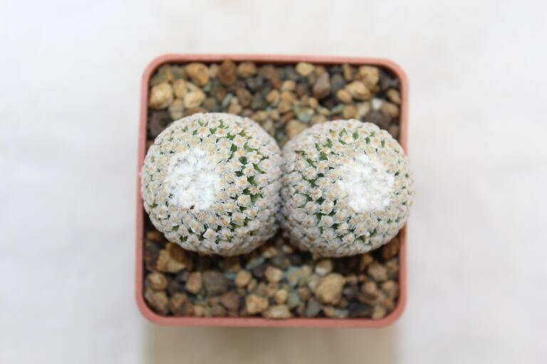Turbinicarpus valdezianus Two Heads (4)