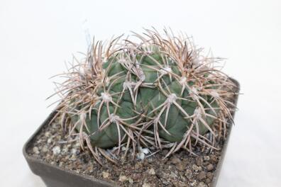 Gymnocalycium spegazzinii LF 45 EL Obelisco 