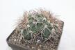 Gymnocalycium spegazzinii LF 45 EL Obelisco 