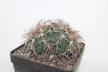 Gymnocalycium spegazzinii LF 45 EL Obelisco 
