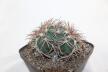 Gymnocalycium spegazzinii LF 45 EL Obelisco 