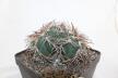 Gymnocalycium spegazzinii LF 45 EL Obelisco 