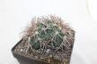 Gymnocalycium spegazzinii LF 45 EL Obelisco 