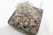 Gymnocalycium spegazzinii LF 45 EL Obelisco 