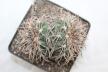 Gymnocalycium spegazzinii LF 45 EL Obelisco 