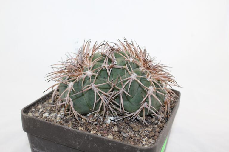 Gymnocalycium spegazzinii LF 45 EL Obelisco 