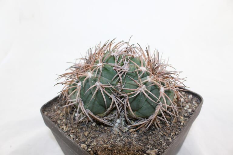 Gymnocalycium spegazzinii LF 45 EL Obelisco 