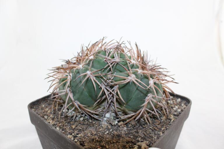 Gymnocalycium spegazzinii LF 45 EL Obelisco 
