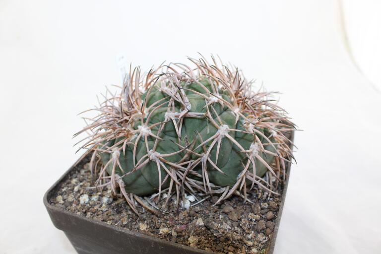 Gymnocalycium spegazzinii LF 45 EL Obelisco 