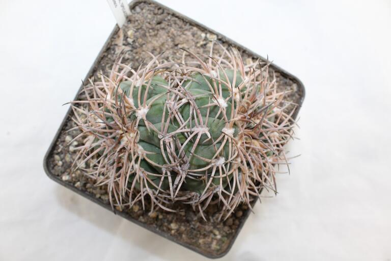 Gymnocalycium spegazzinii LF 45 EL Obelisco 