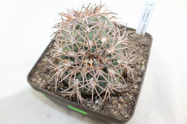 Gymnocalycium spegazzinii LF 45 EL Obelisco 