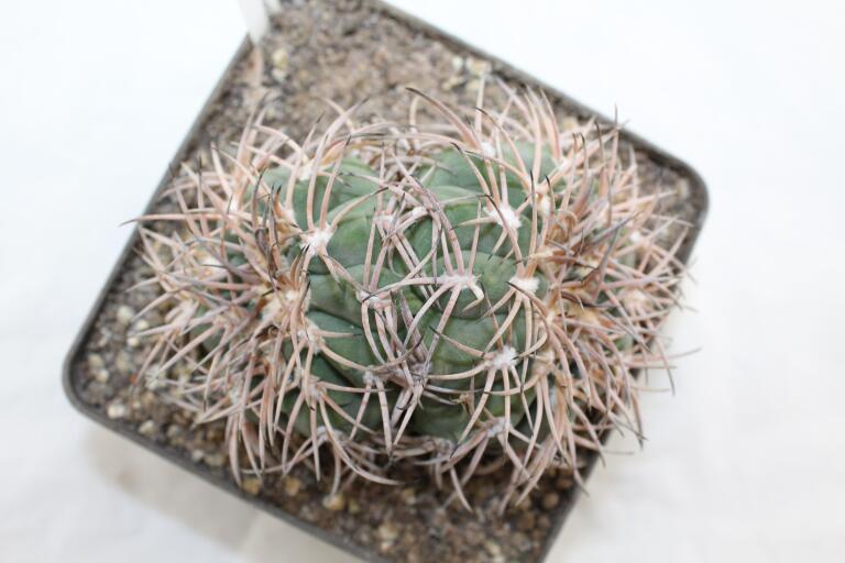 Gymnocalycium spegazzinii LF 45 EL Obelisco 