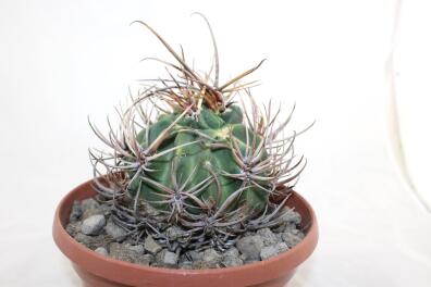 Lobivia ferox BIG MONSTRUOSA MEGA THORNS
