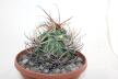 Lobivia ferox BIG MONSTRUOSA MEGA THORNS