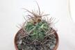 Lobivia ferox BIG MONSTRUOSA MEGA THORNS (2)