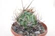 Lobivia ferox BIG MONSTRUOSA MEGA THORNS (3)
