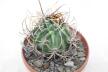 Lobivia ferox BIG MONSTRUOSA MEGA THORNS (4)