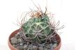 Lobivia ferox BIG MONSTRUOSA MEGA THORNS (5)