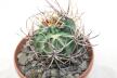 Lobivia ferox BIG MONSTRUOSA MEGA THORNS (6)