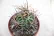 Lobivia ferox BIG MONSTRUOSA MEGA THORNS (7)