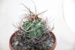 Lobivia ferox BIG MONSTRUOSA MEGA THORNS (8)