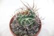 Lobivia ferox BIG MONSTRUOSA MEGA THORNS (9)