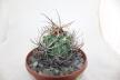 Lobivia ferox BIG MONSTRUOSA MEGA THORNS (10)