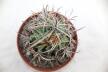 Lobivia ferox BIG MONSTRUOSA MEGA THORNS (11)