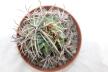 Lobivia ferox BIG MONSTRUOSA MEGA THORNS (12)