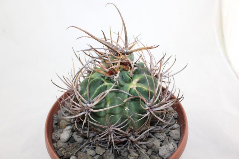 Lobivia ferox BIG MONSTRUOSA MEGA THORNS (2)
