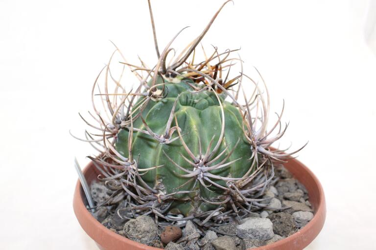 Lobivia ferox BIG MONSTRUOSA MEGA THORNS (3)