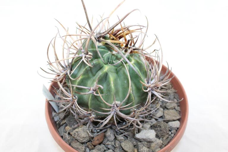 Lobivia ferox BIG MONSTRUOSA MEGA THORNS (4)