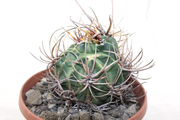 Lobivia ferox BIG MONSTRUOSA MEGA THORNS (5)