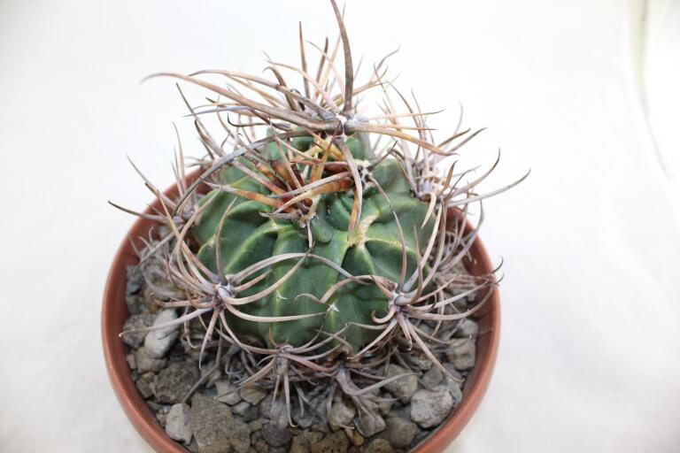 Lobivia ferox BIG MONSTRUOSA MEGA THORNS (7)