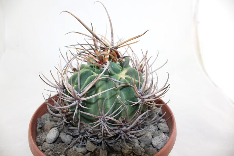 Lobivia ferox BIG MONSTRUOSA MEGA THORNS (8)